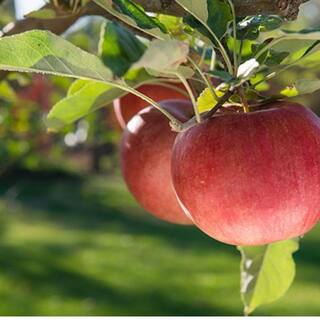 5 Gal. Johnny Appleseed Apple Tree APPJOH05G