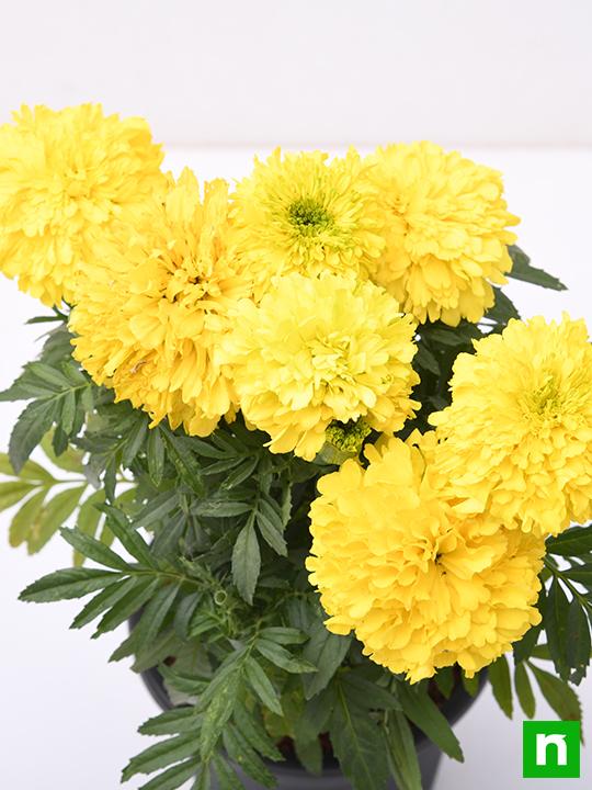 African Marigold (Any Color) - Plant