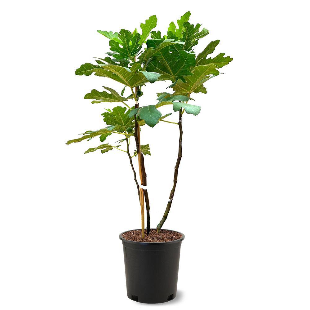 5 Gal. Celestial Fig Tree FIGCEL05G