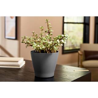 Vigoro 6.5 in. Hayward Small Foggy Gray Plastic Planter (6.5 in. D x 5.7 in. H) DP1717T-SGR