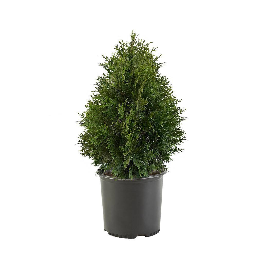 7 Gal. Green Giant Arborvitae (Thuja) Live Evergreen Shrub 15601