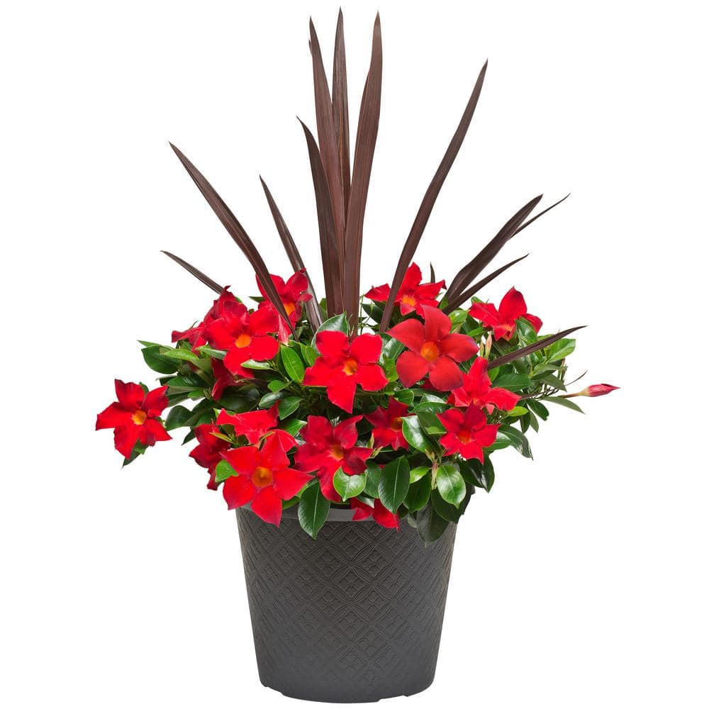 Rio 2.5 Gal. (#12) Planter Dipladenia Flowering Annual Shrub with Assorted Blooms Colors and Combinations 1001319350