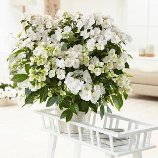 PROVEN WINNERS 2 Gal. Fairytrail Bride Hydrangea Shrub with White Blooms 17517