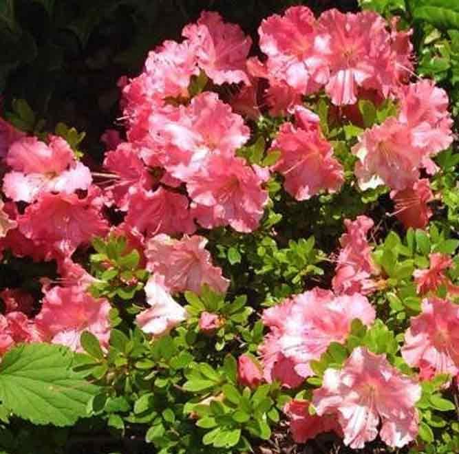 Gumpo Pink Dwarf Azalea