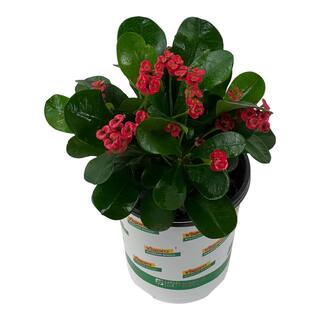 Vigoro 2.5 Qt. Crown of Thorns Plant Red Flowers in 6.33 In. Grower's Pot (2-Plants) DC1GCROWNRED2