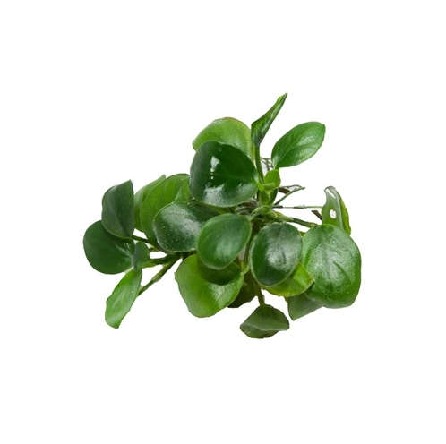 Anubias Barteri (Nana Petite) Small Live Aquarium Plants BUY2 GET1 FREE