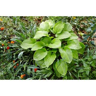 Online Orchards 1 gal. Royal Standard Hosta Shrub with Large Dimpled Heart Shaped Leaves and Aromatic White Flowers (2-Pack) SBHO001