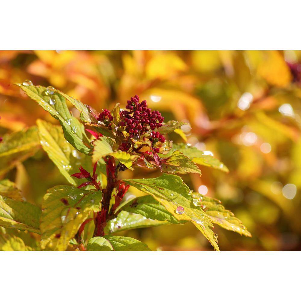 Online Orchards 1 Gal. Goldflame Spirea Shrub Neon Yellow Foliage Clashes Beautifully Against Bright Red Flowers SBSP001