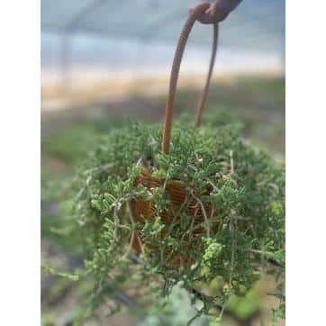 Tenleaf Pink Ice Plant with Pink Flowers FCBF13-669