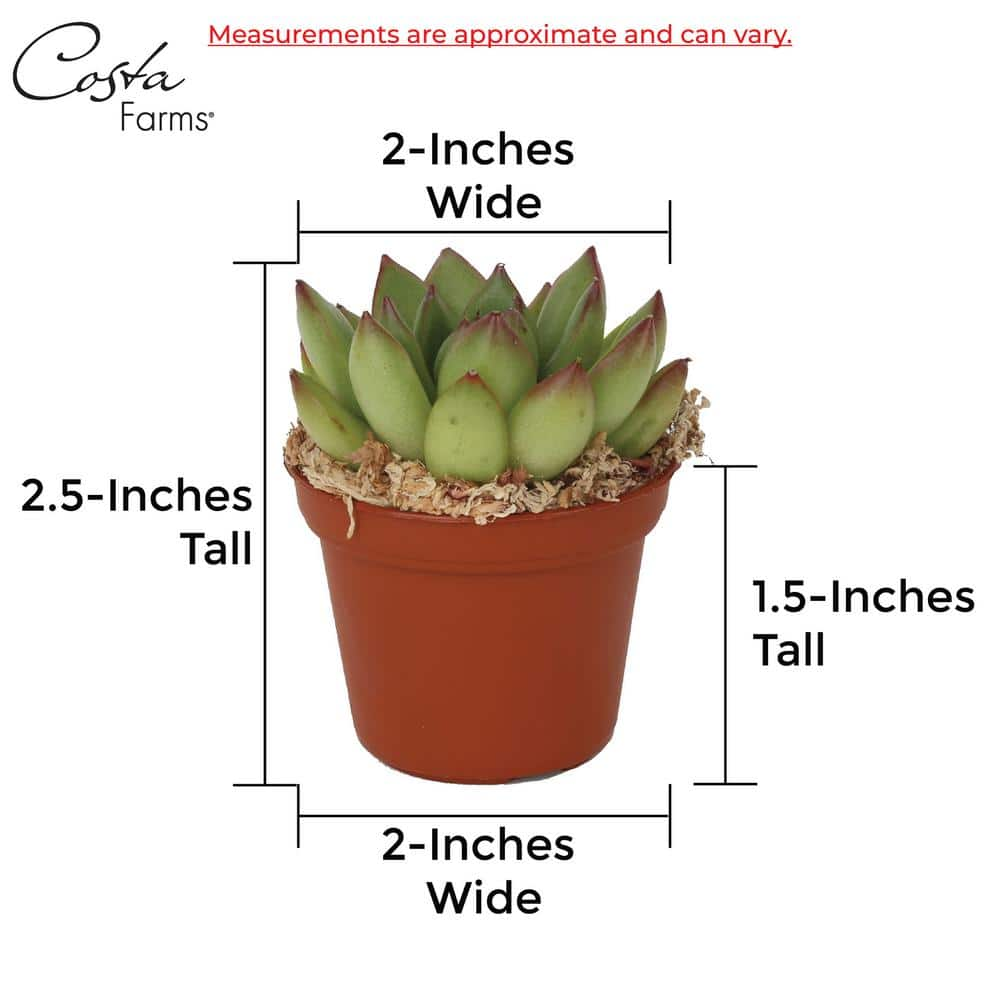 Costa Farms Mini Indoor Succulent Plants in 2 in. Ceramic Pots and Tray Avg. Shipping Height 2 in. Tall (24-Pack) CO.2SUCTRAY24