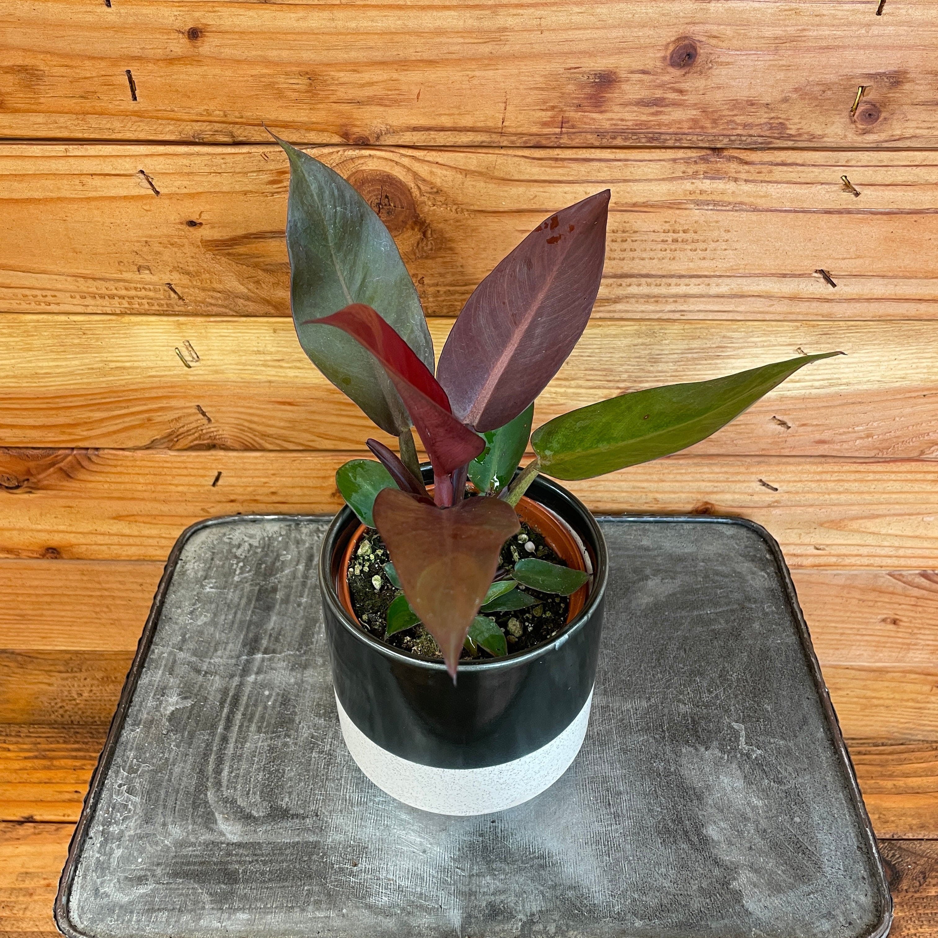 Philodendron Sun Red， 4