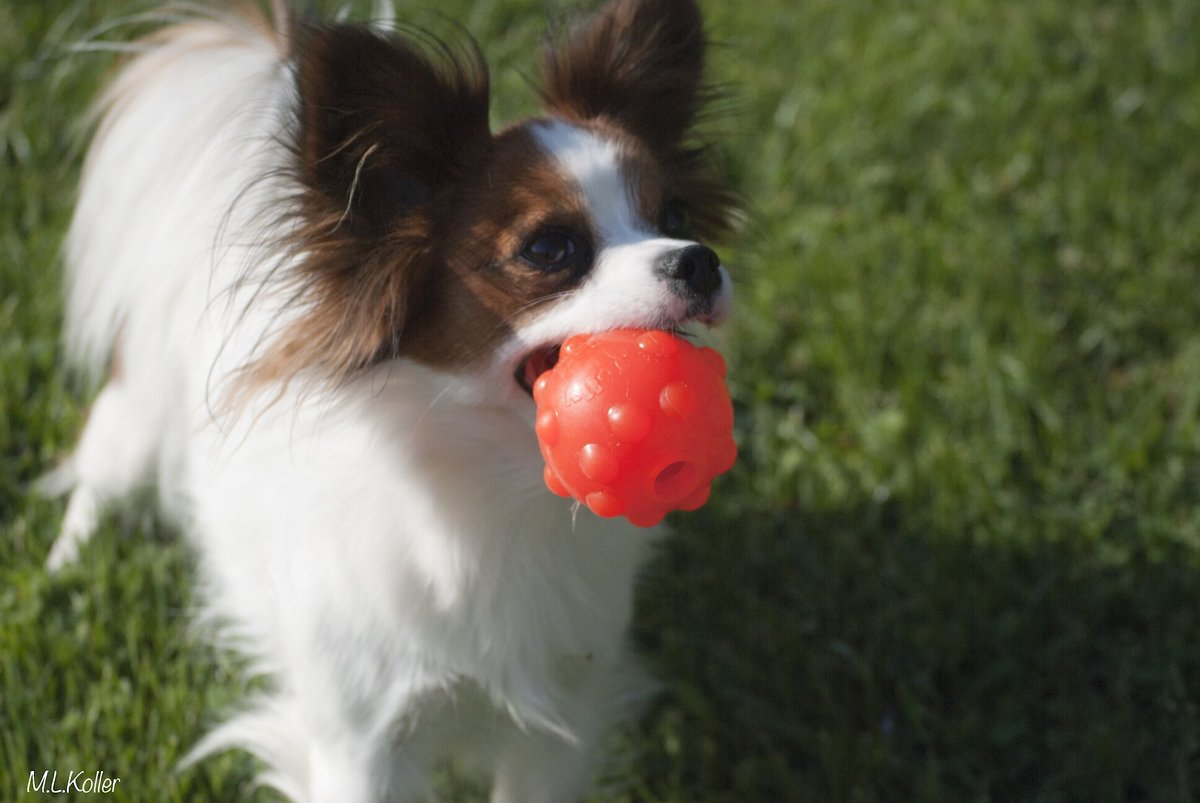 Jolly Pets Jolly Jumper Ball Dog Toy， Glow