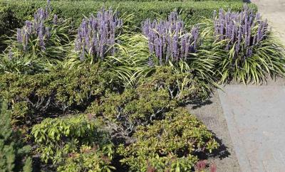 Classy Groundcovers - Lily Turf 'Ingwersen' Lilyturf， Border Grass， Monkey Grass {54 Pots - 2 1/2 inch Square}