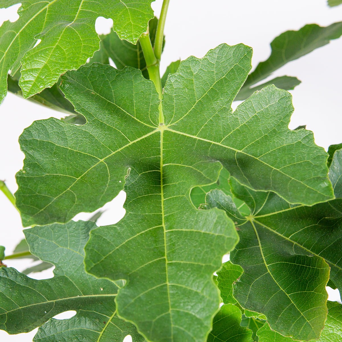 1 Gal. Celeste Fig Tree- Sugar Fig Fruit - Attractive Foliage