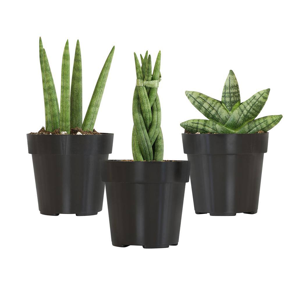 ALTMAN PLANTS Mini-Sansevieria Assortment in 2.5 in. Grow Pot (3-Pack) 0880086