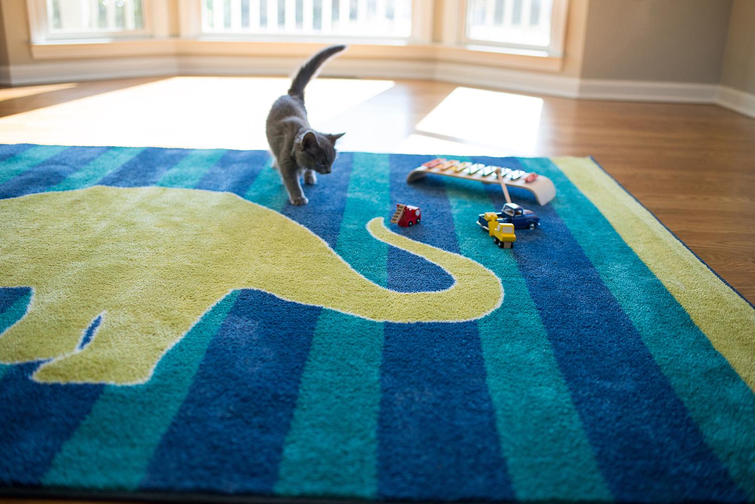 Mohawk Home Kids Blue Interactive Friendly Dinosaur Printed 58242 x 88242 Area Rug  Crowdfused