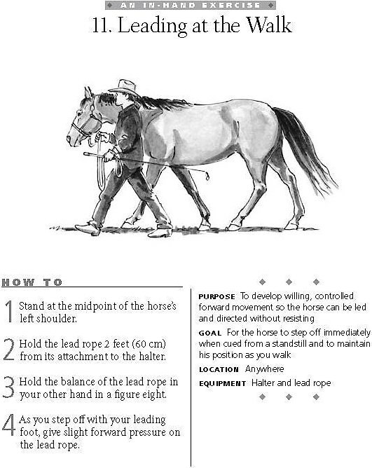 101 Ground Training Exercises for Every Horse and Handler