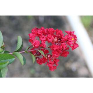 SEASON TO SEASON 2 Gal. Red Deciduous Garnet King Tree 19248