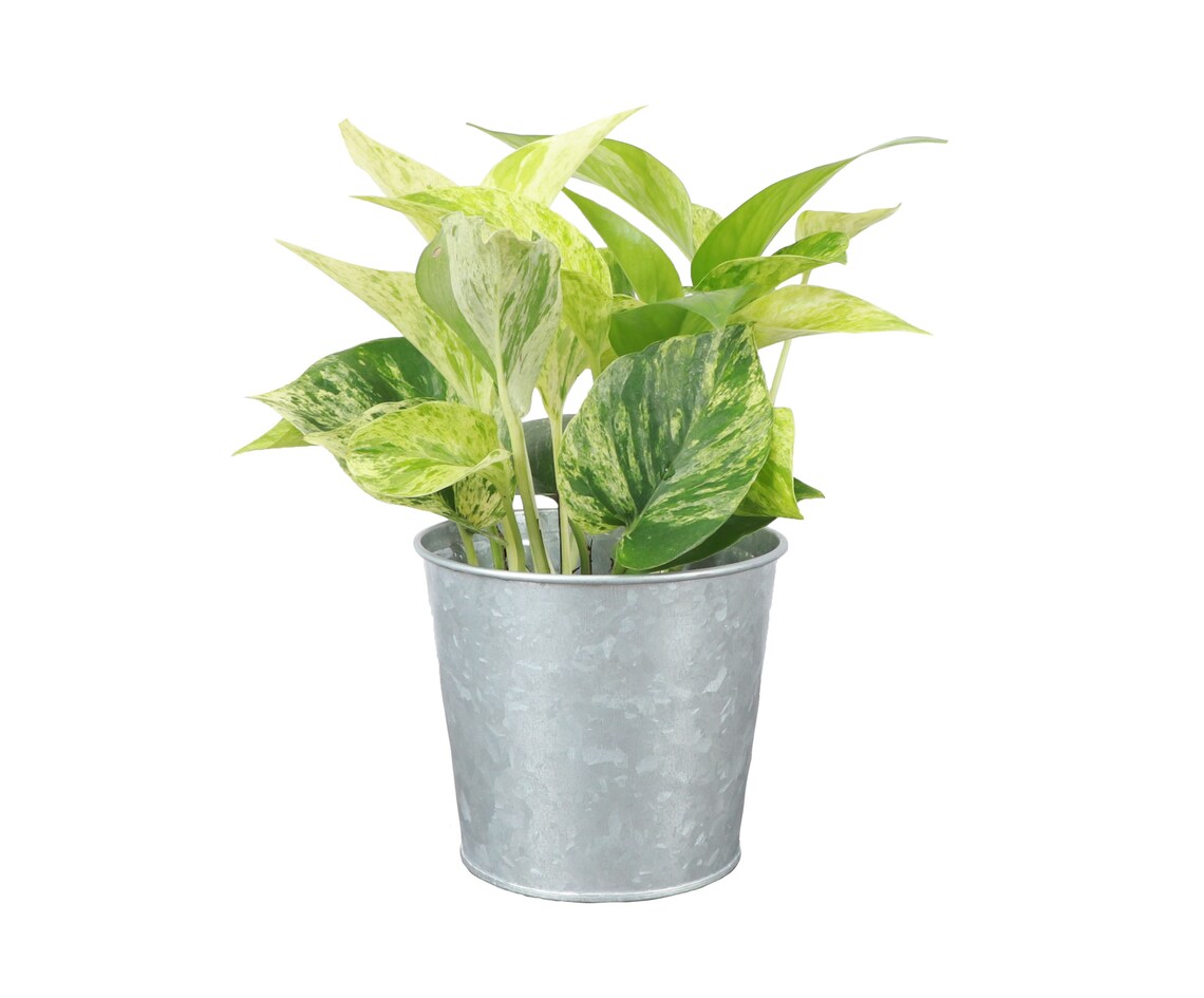 Live Marble Queen Pothos Plant - 4