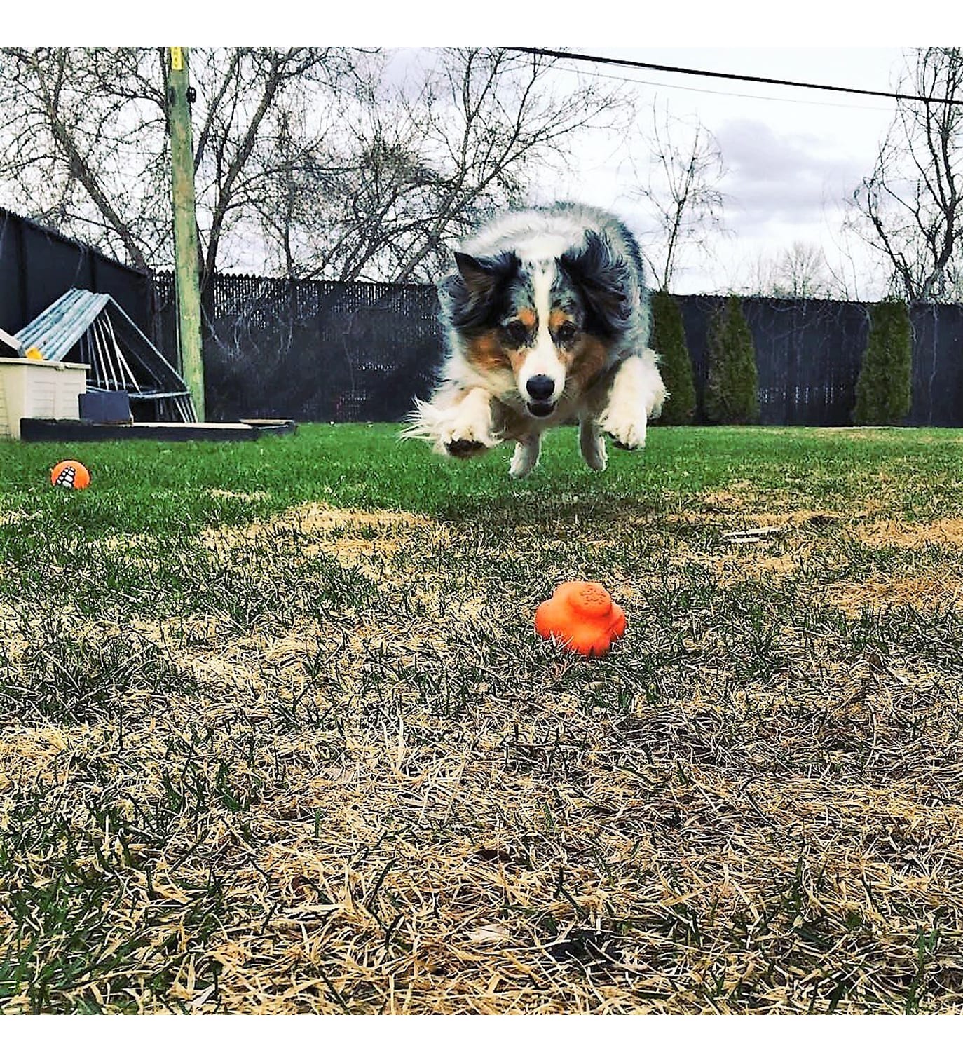 Sodapup Crazy Bounce Retrieving Dog Toy - Orange