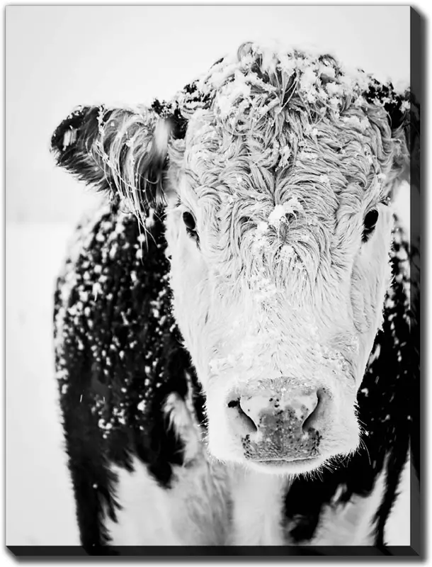 Snowy Cow Wall Art Printed on Canvas