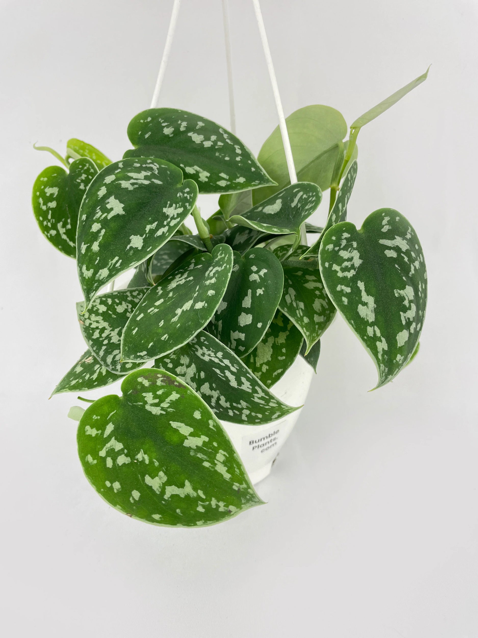 Scindapsus Pictus 'Argyraeus' Satin Pothos