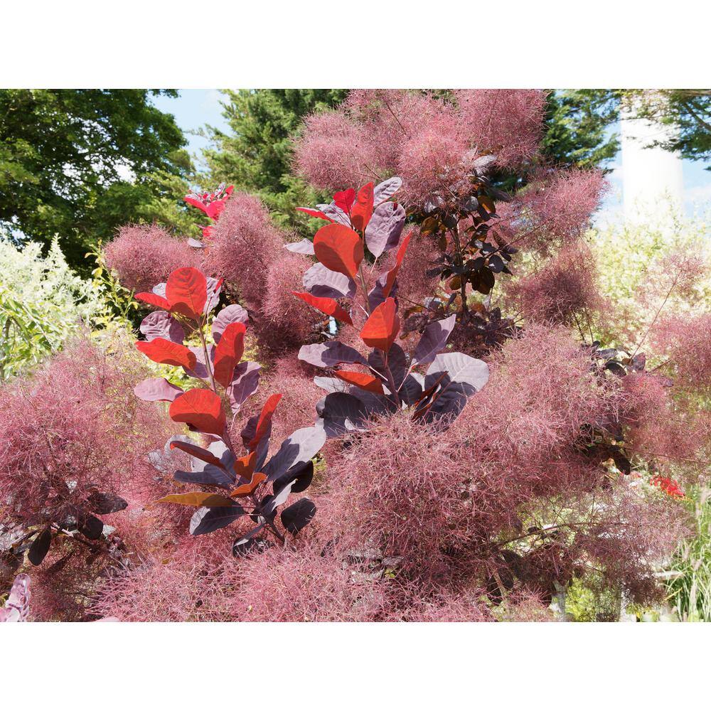 BELL NURSERY 3 Gal. Royal Purple Smokebush Live Flowering Shrub with Purple Foliage and Pink-Purple Flowers (1-Pack) SMOKE3RLP1PK