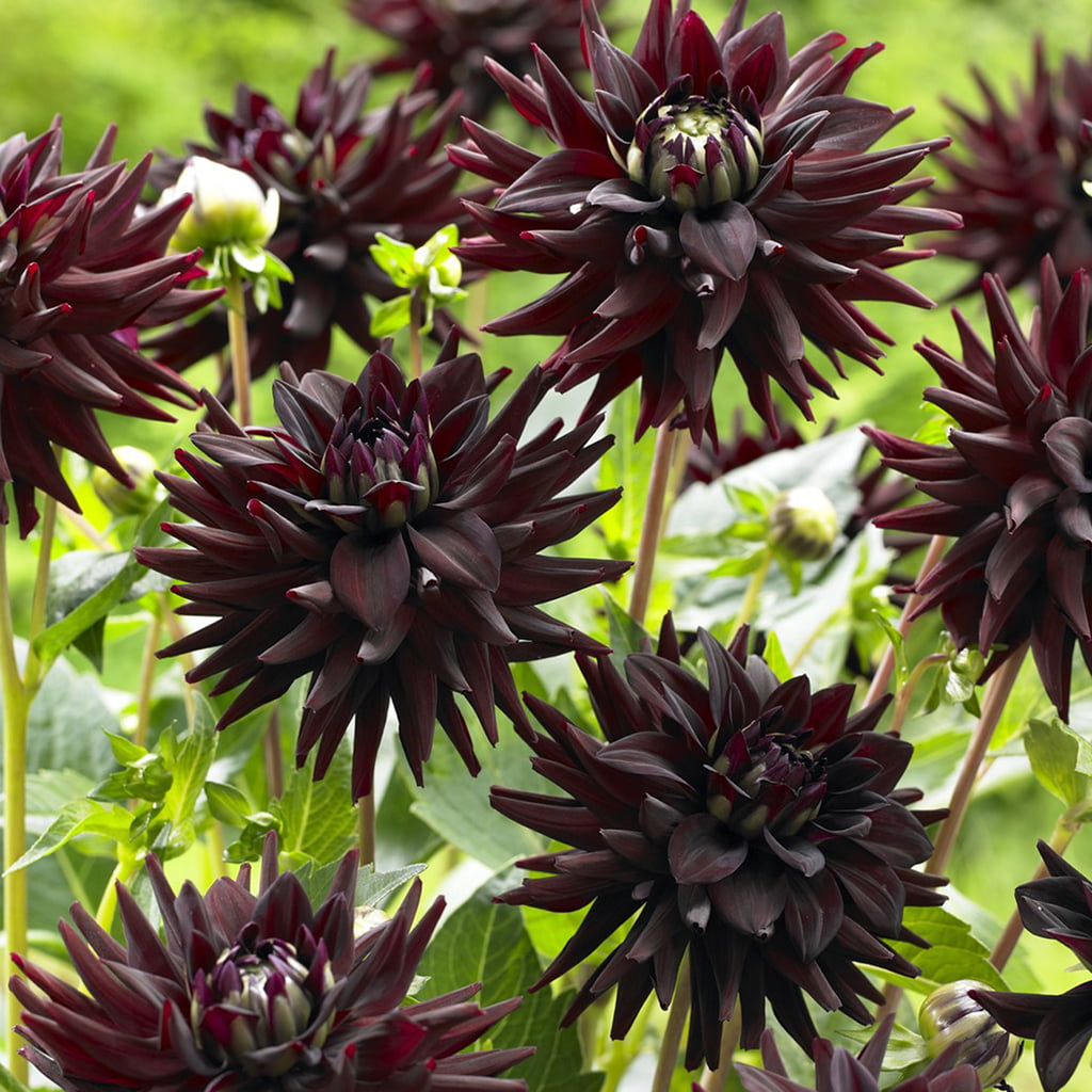 Van Zyverden Dahlias Tamburo Set of 5 Bulbs Black Part Sun