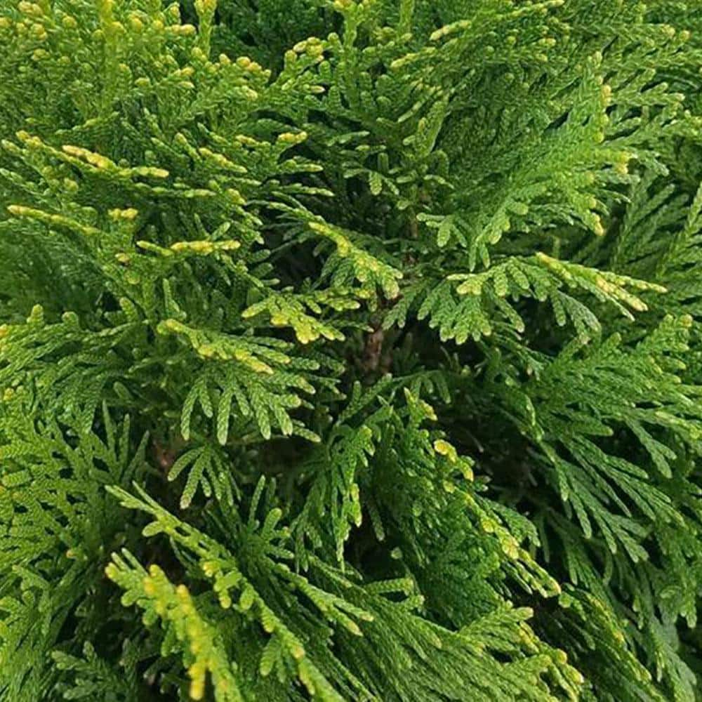 1 Gal. Emerald Green Arborvitae Shrub with Green Foliage 12521