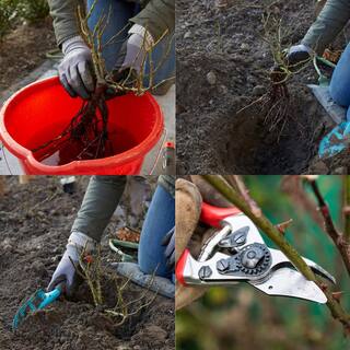 KNOCK OUT Packaged Red Double Knock Out Rose Bush with Red Flowers (1 Root Stock) 83394