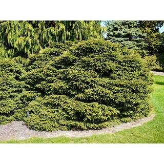 Online Orchards 1 Gal. Bird's Nest Norway Spruce Shrub Hardy Uniquely Shaped Lowmaintenance Dwarf Conifer CFSP002