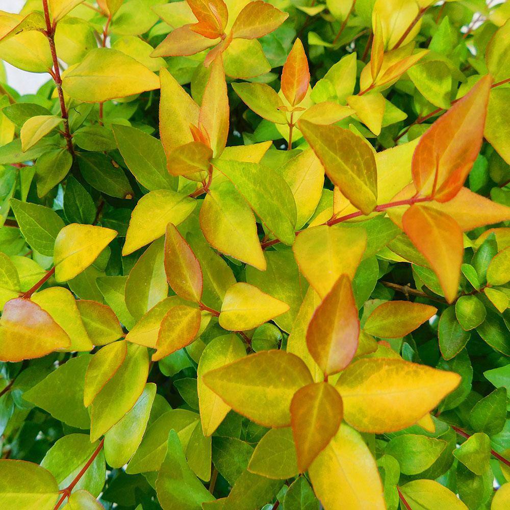 2.25 Gal. Canyon Creek Abelia Shrub with Pinkish-White Flowers 14782