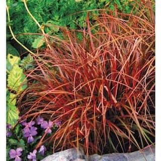 2.5 qt. Perennial Grass Uncinia Rubra Belinda's Find (4-Pack) 1486