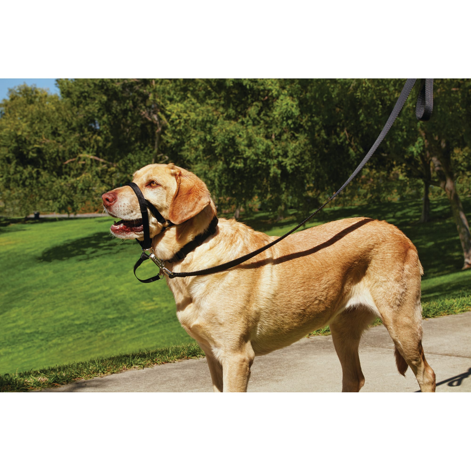 GOOD2GO Head Halter for Dogs， Large