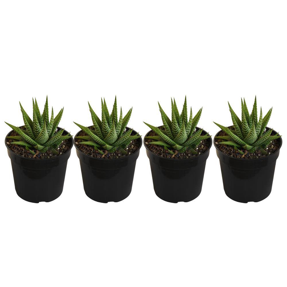 United Nursery Grower's Choice Haworthia Succulent (4-Pack) in 4 inch Grower Pot 79047