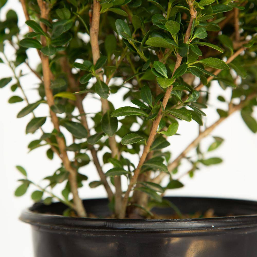 FLOWERWOOD 2.5 Qt. Ilex Compacta Shrub 3100Q
