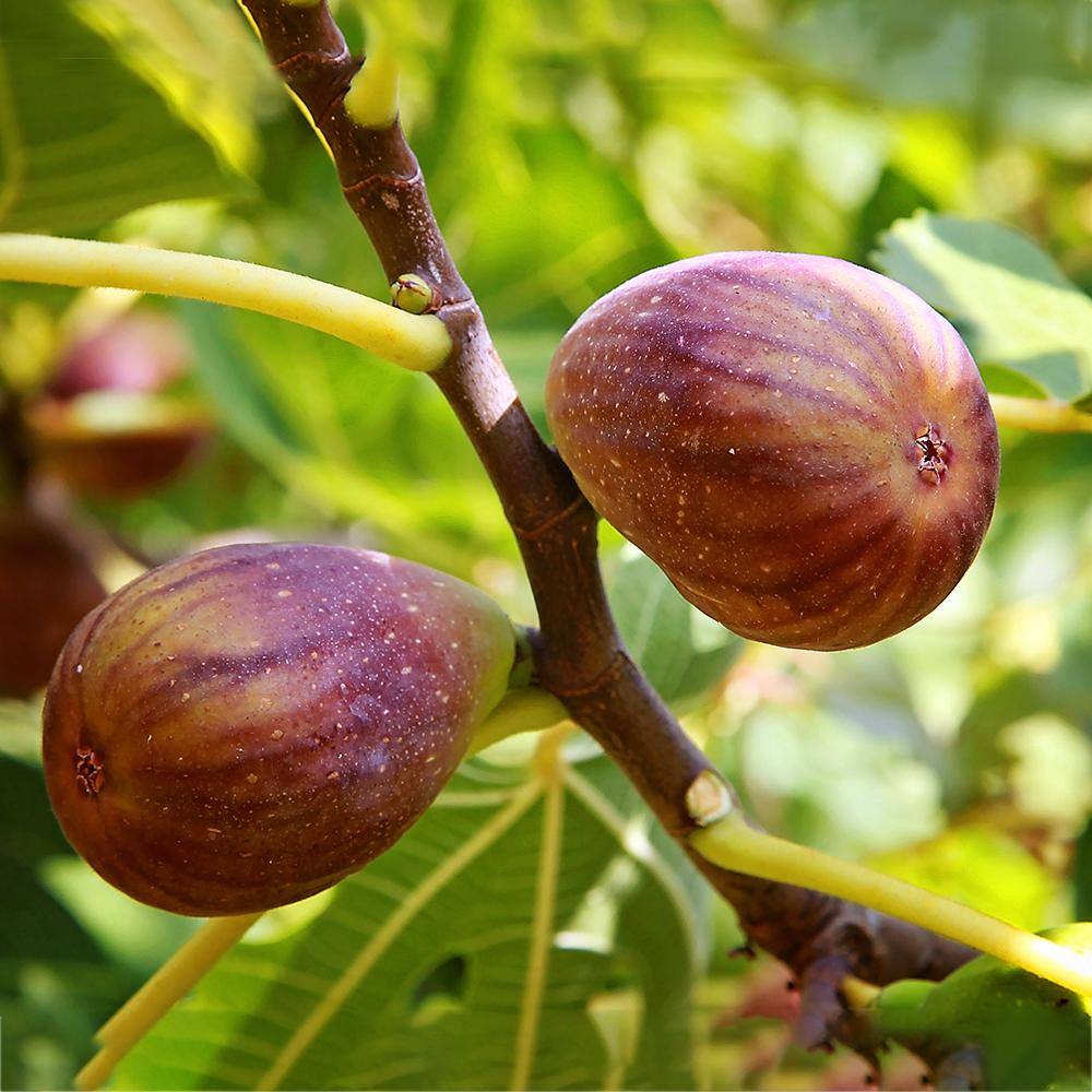 5 Gal. Brown Turkey Fig Tree FIGBRO05G