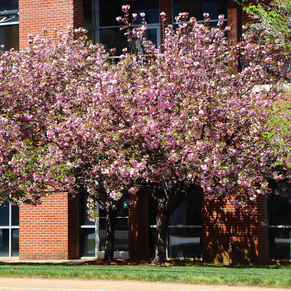 Kwanzan Cherry Tree