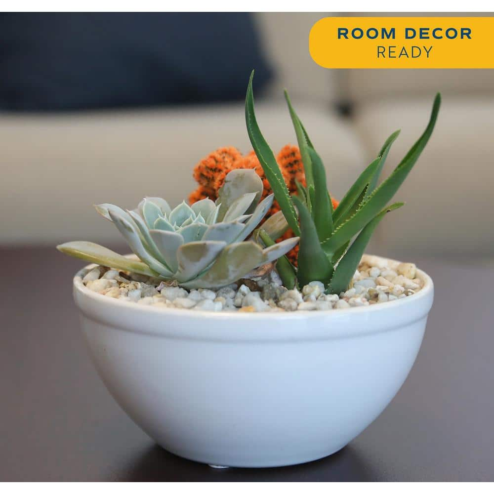 Costa Farms Indoor Cacti and Succulent Garden in 6 in. White Ceramic Bowl Avg. Shipping Height 8 in. Tall CO.CGD6.3.BLIS