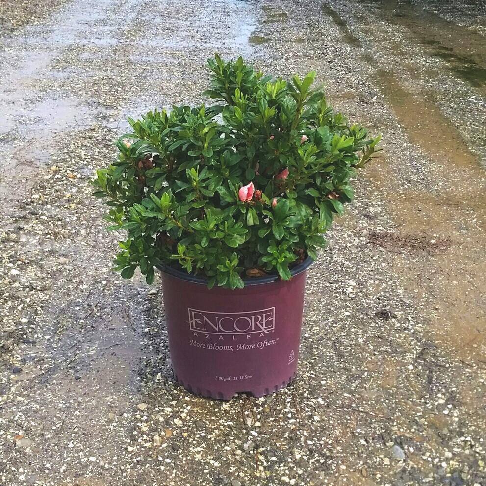 ENCORE AZALEA 3 Gal. Autumn Sunburst Shrub with Bicolor Coral Pink and White Reblooming Flowers 80693