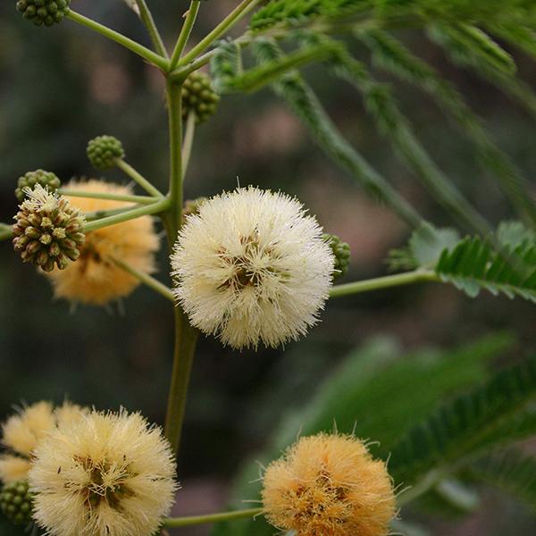 Albizia Odoratissima, Kali Siris - 0.5 kg Seeds