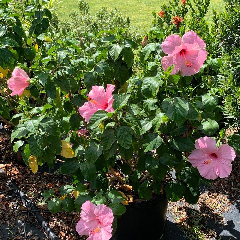 OnlinePlantCenter 3 Gal. Seminole Pink Tropical Hibiscus Flowering Shrub with Large Single Pink Flowers H949G3