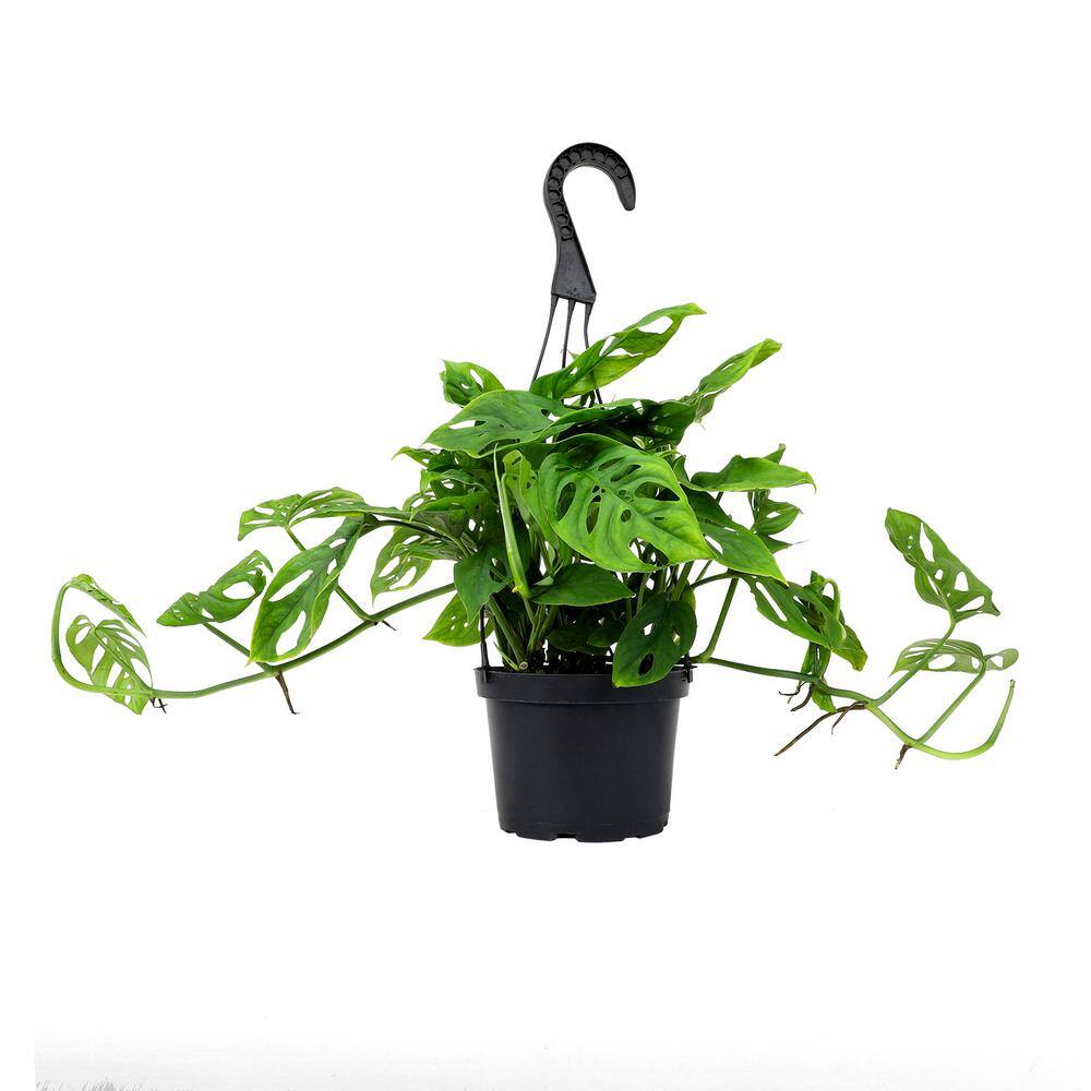 ALTMAN PLANTS 6 in. Monstera Swiss Cheese Houseplant Hanging Basket 0872670