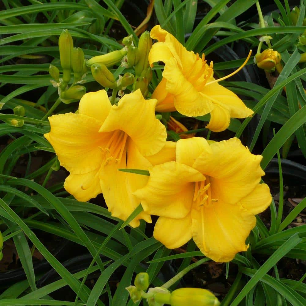 SOUTHERN LIVING 1 Gal. Evergreen Stella Daylily with Large Yellow Flowers 15030