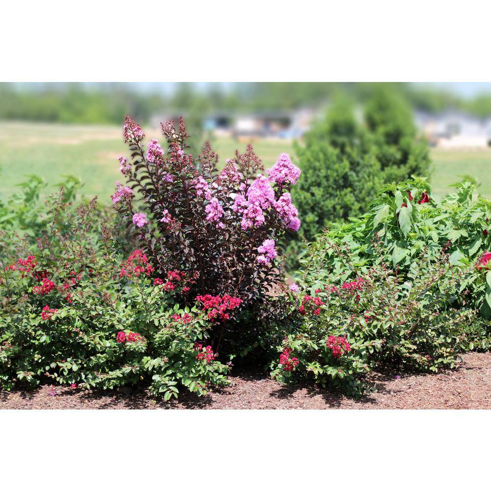 BLACK DIAMOND 2 Gal. Purely Purple Deciduous Crape Myrtle Tree 19057