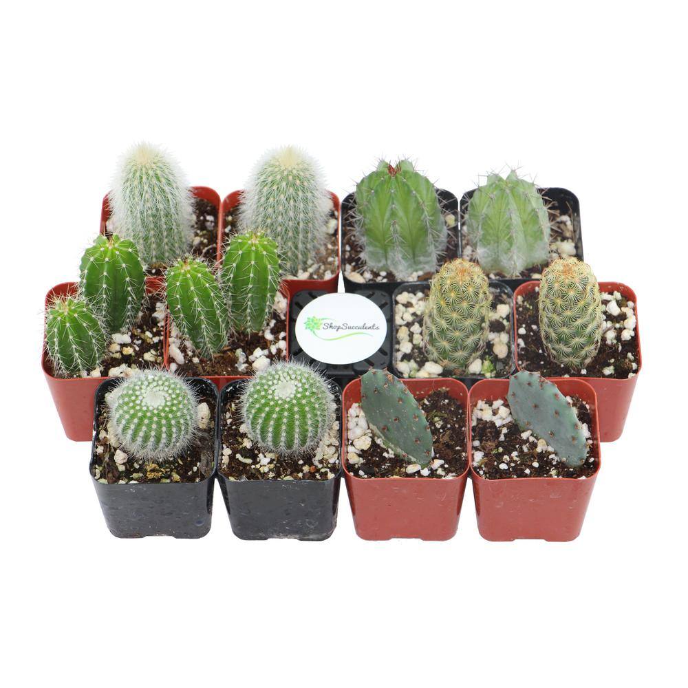 Shop Succulents 2 in. Cactus Collection (Collection of 12) C12