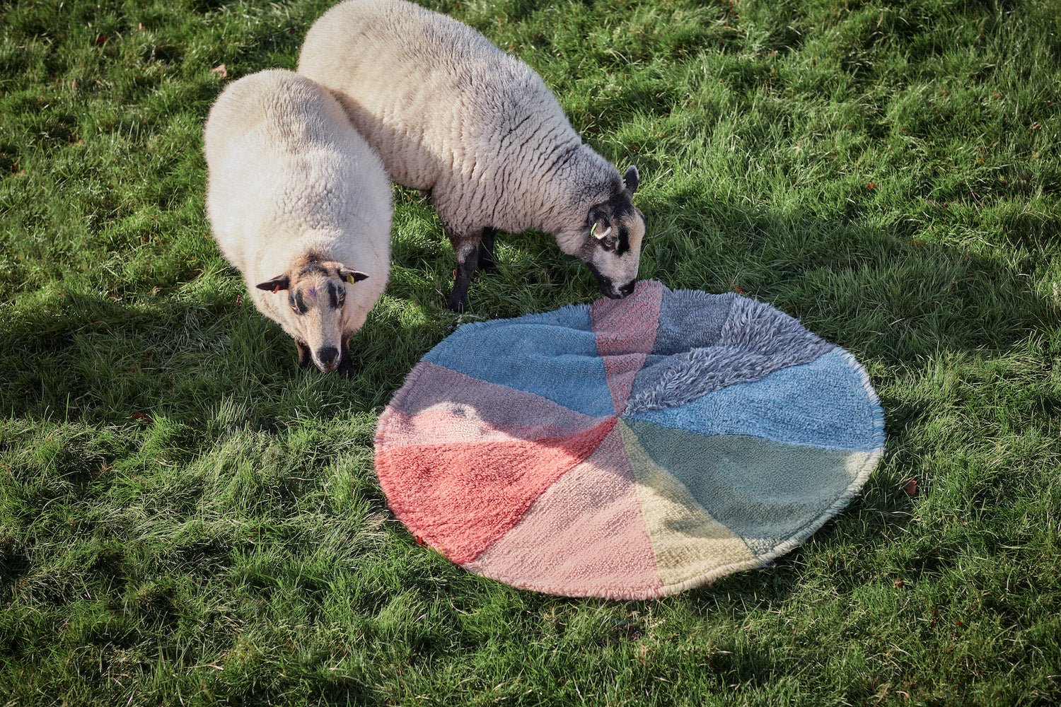 Pie Chart Rug