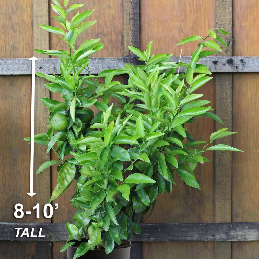 Garden State Bulb Persian Lime Tree Live Plant (1 gal. Pot) ECS-22-01-01