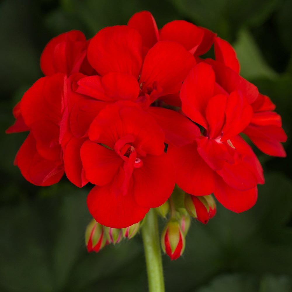 Expert Gardener 1.5 Gallon Geranium Hanging Basket Red Annual Live Plant (1 Count Pack)