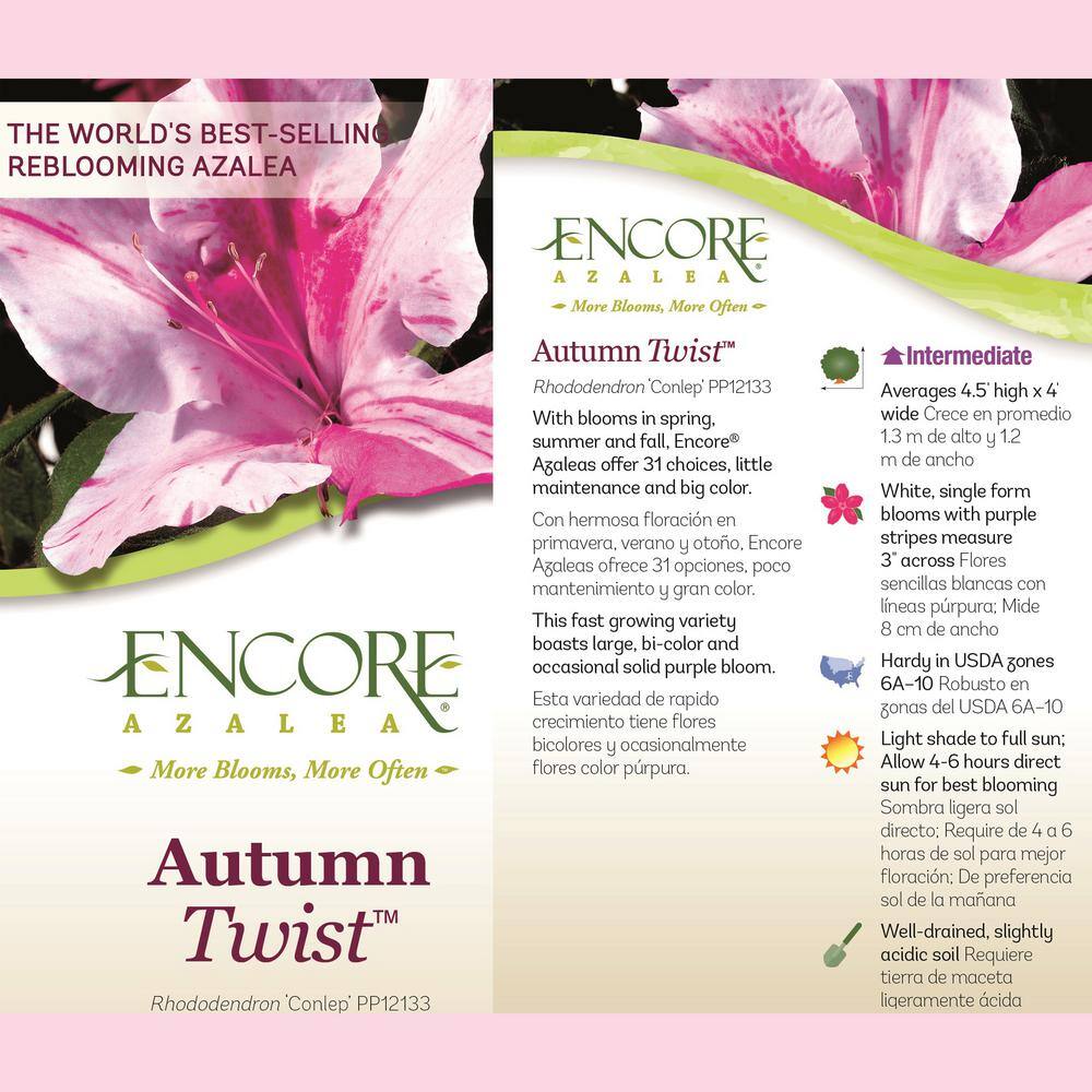 ENCORE AZALEA 5 Gal. Autumn Twist Azalea Shrub with Bi-Color and Occasional Solid Purple Blooms and Rich Green Foliage 15658